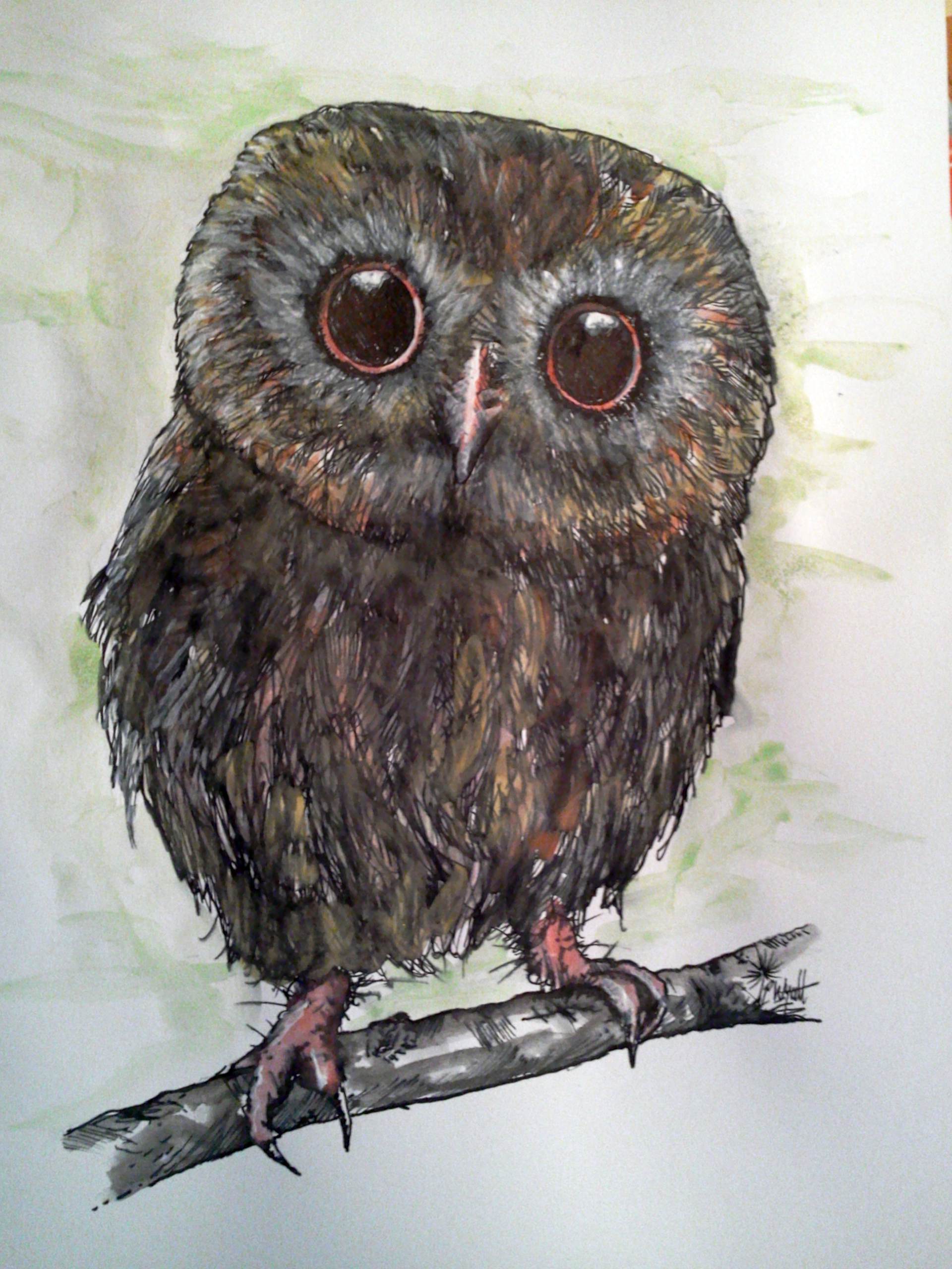 Little Owl