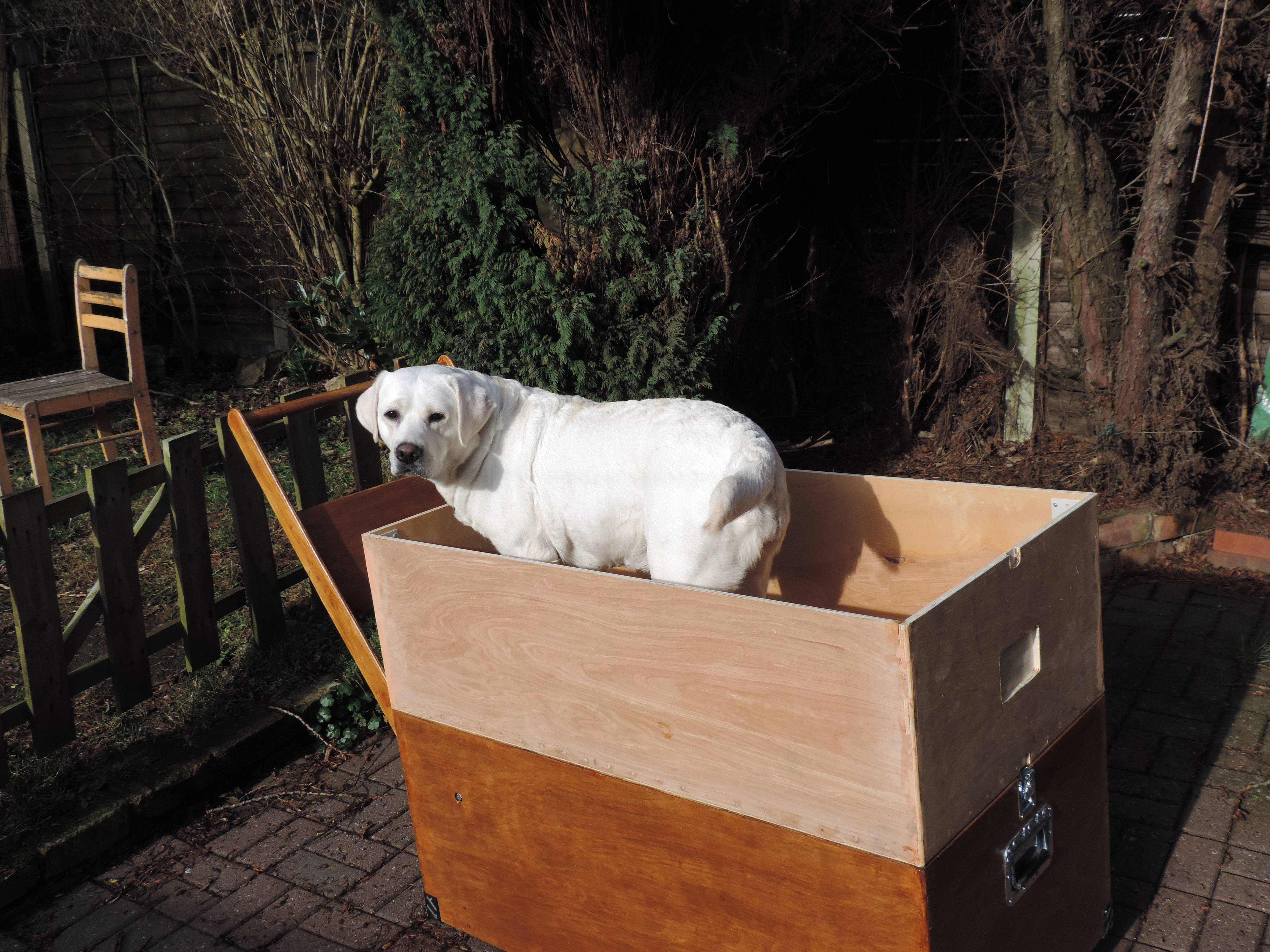 Luna the labrador tests the base unit