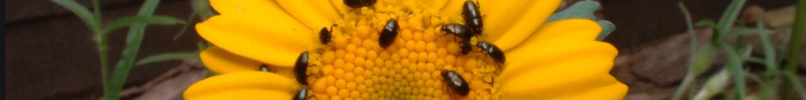 Chrysanthemum segetum beetles